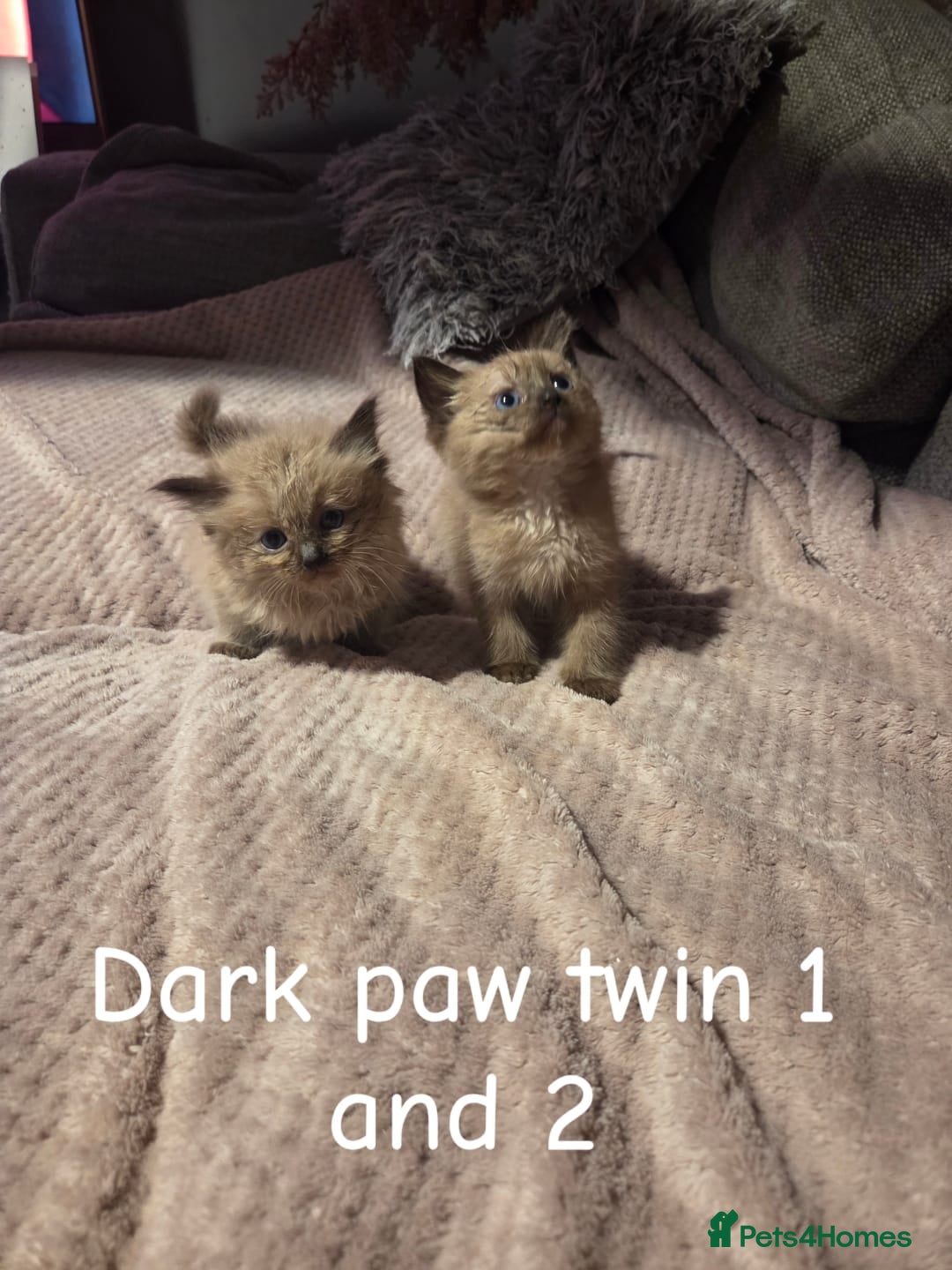Ragdoll cats for sale: Beautiful Ragdoll Kittens - Image 8
