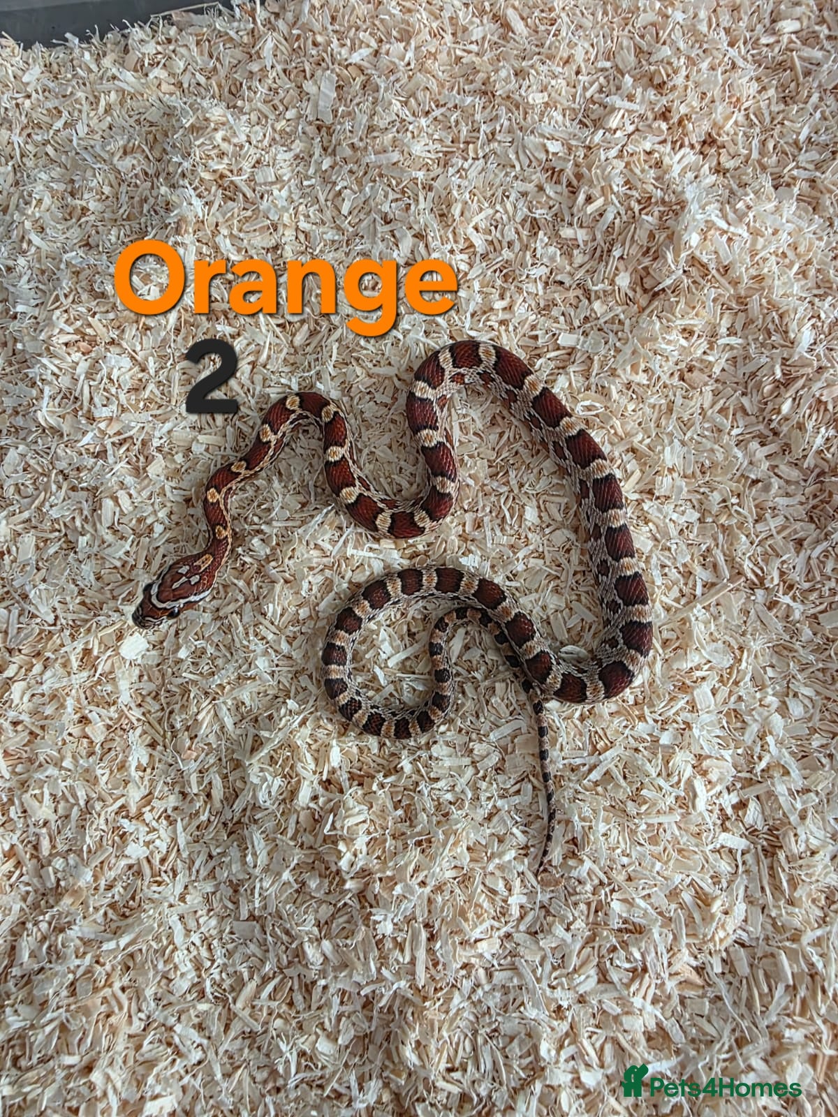 Corn Snake reptiles Cornsnakes avilable  - Advert 2