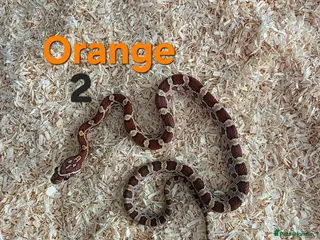 Corn Snake reptiles Cornsnakes avilable - Advert 2