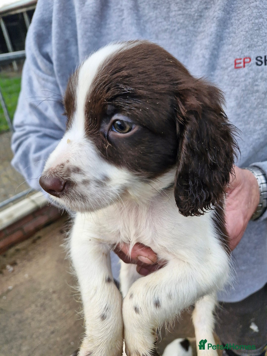 Sprocker dogs for sale: 9 lovely sprocker spaniel puppies for sale - Advert 11