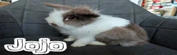 Lionhead rabbits for sale: Fluffy BE Lionhead Rabbits for Sale  - Advert 28
