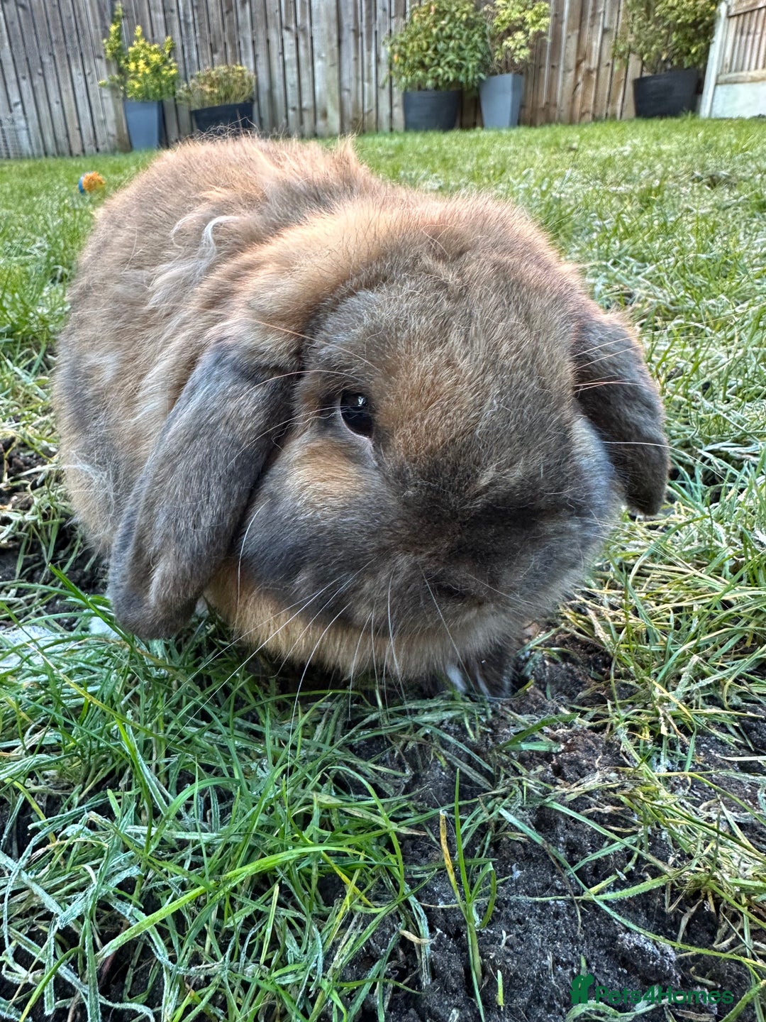 French Lop rabbits for sale: French Lop Male Rabbits For Sale  - Advert 6