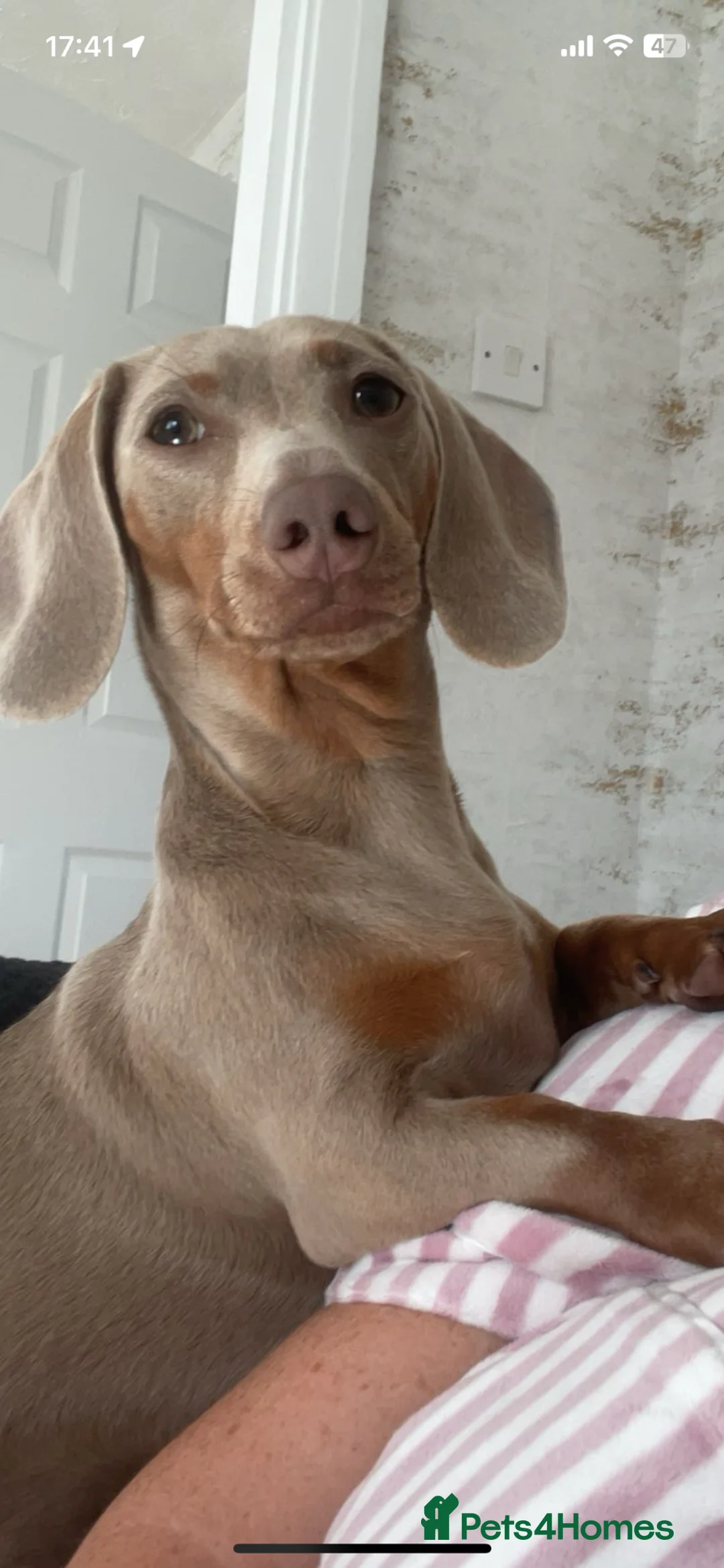 Dachshund dogs for sale: Our family pet Bambi  in Bishop Auckland - Advert 1