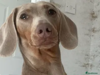 Dachshund dogs Our family pet Bambi - Advert 10