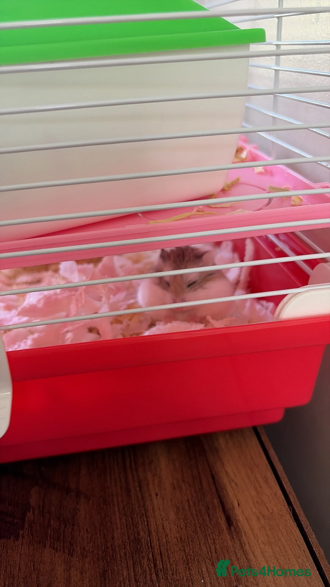 Hamster rodents for sale: Russian Dwarf hamster  in Cwmbran - Advert 4