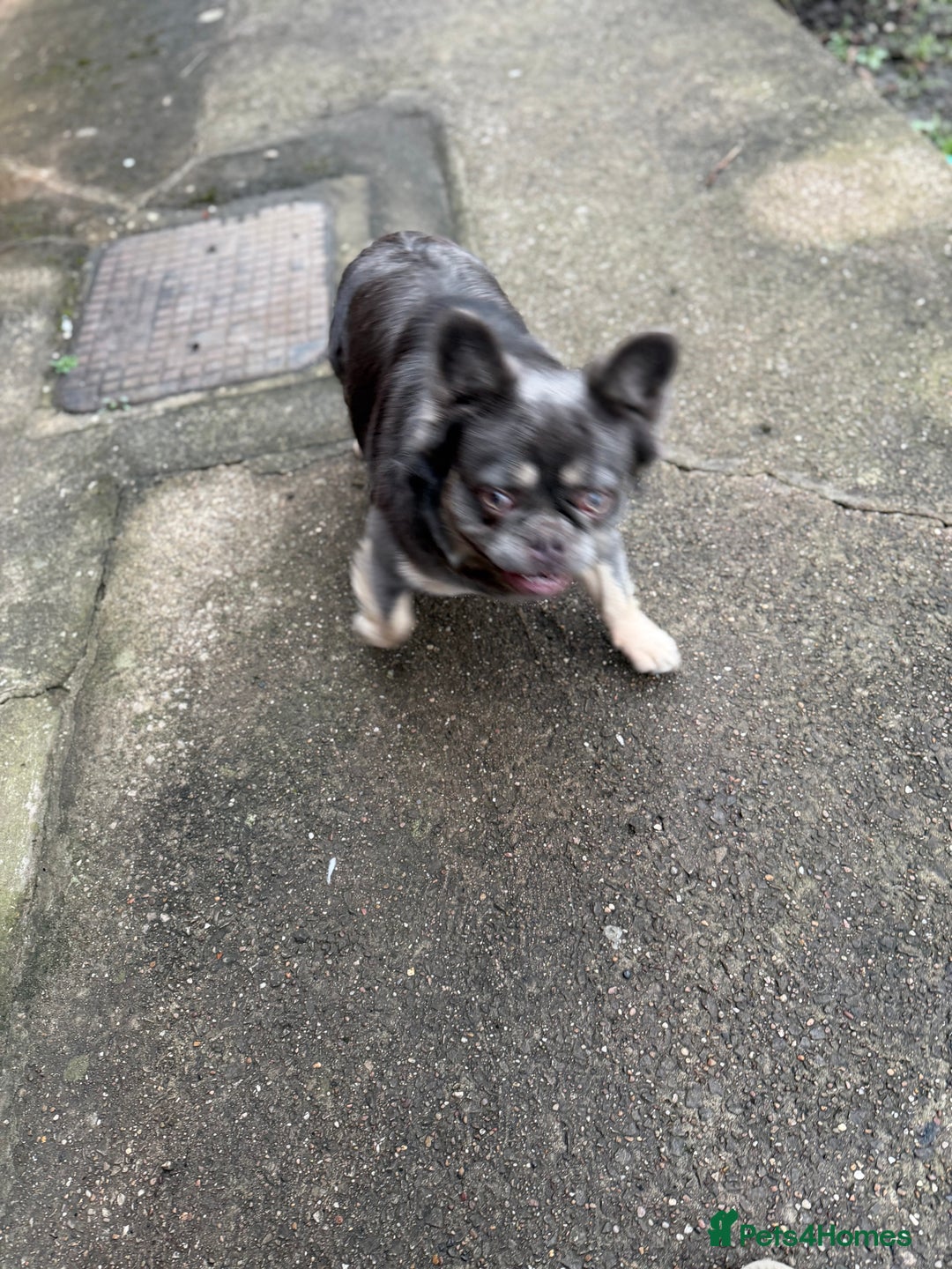 French Bulldog dogs for sale: Fluffy frenchie  - Advert 2
