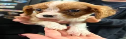 Cavalier King Charles Spaniel dogs for sale: Cavalier King Charles  - Advert 18