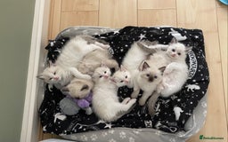 Ragdoll cats for sale: GCCF Seal point and bi colour Ragdoll Kittens - Image 5