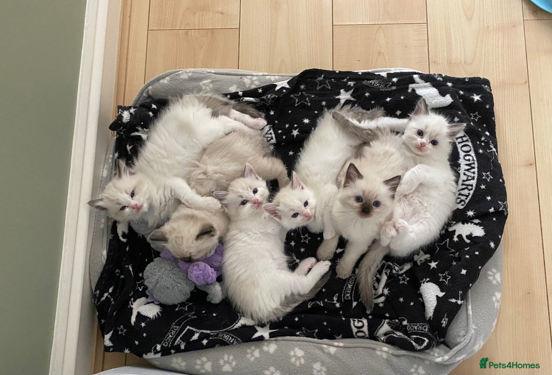 Ragdoll cats for sale: GCCF Seal point and bi colour Ragdoll Kittens - Image 5