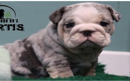 English Bulldog dogs for stud: Blue Merle bulldog stud  in Hamilton - Image 5