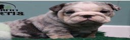 English Bulldog dogs for stud: Champion merle bulldog stud  in Hamilton - Advert 5