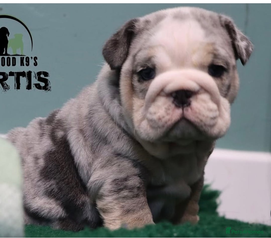 English Bulldog dogs for stud: Blue Merle bulldog stud  in Hamilton - Image 5