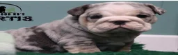 English Bulldog dogs for stud: Champion merle bulldog stud  in Hamilton - Advert 5