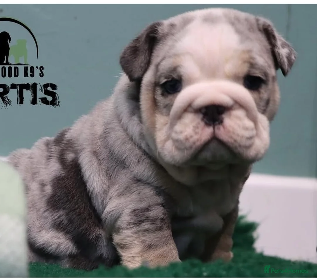 English Bulldog dogs for stud: Champion merle bulldog stud  in Hamilton - Advert 5