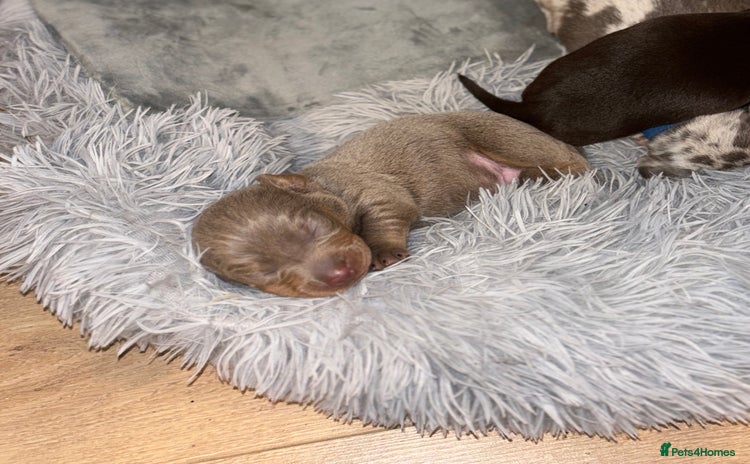 Miniature Dachshund dogs - Advert 3