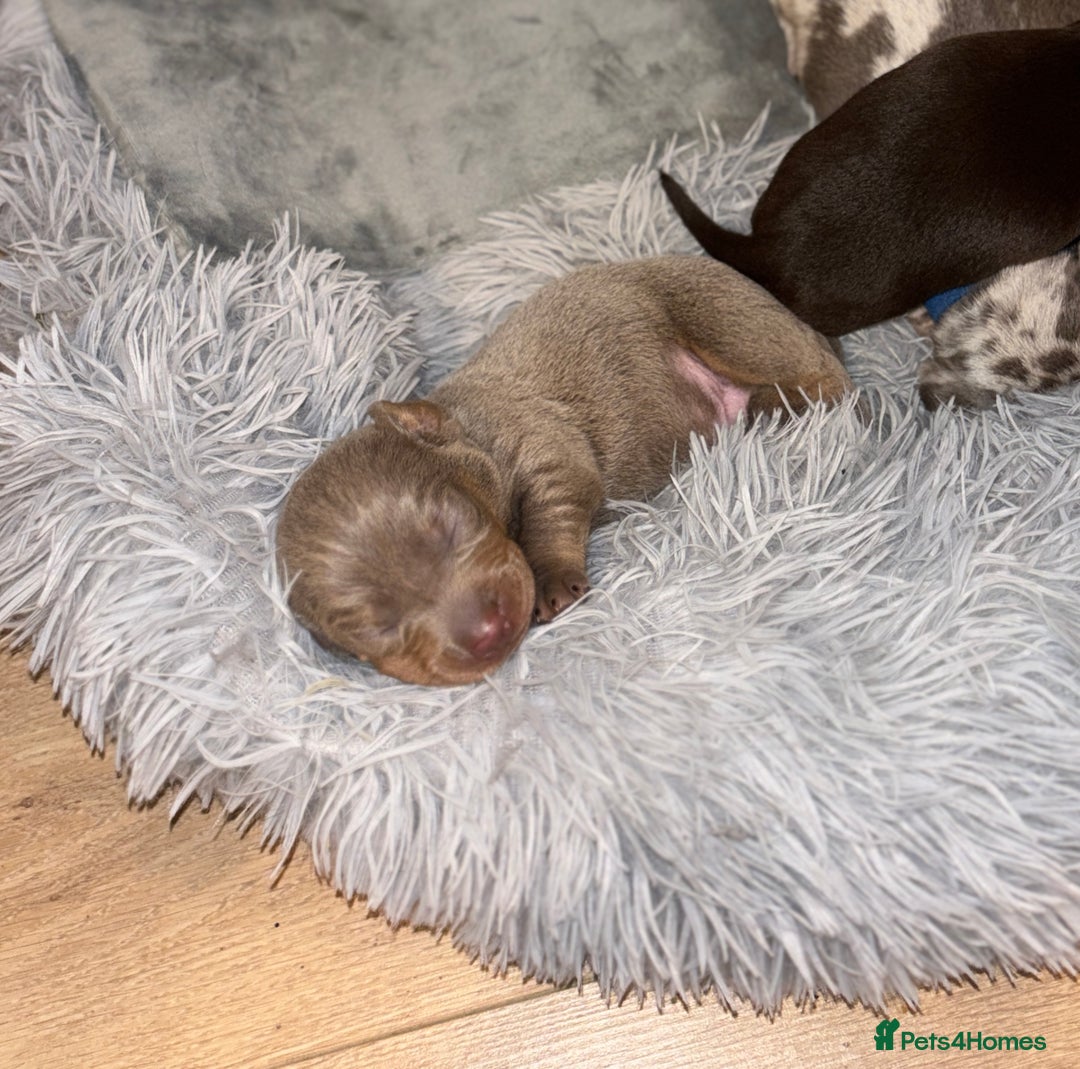 Miniature Dachshund dogs for sale: Beautiful rare miniature dachshund puppies - Advert 1