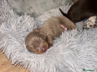 Miniature Dachshund dogs - Advert 33