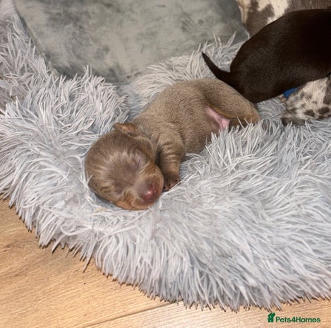 Miniature Dachshund dogs - Advert 9