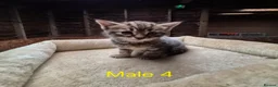 Mixed Breed cats for sale: Bengal Cross Kittens - Advert 9