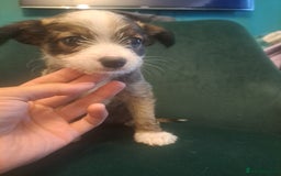 Mixed Breed dogs for sale: 🐾 Adorable Puppies Looking for a Loving Home 🐾   - Image 4