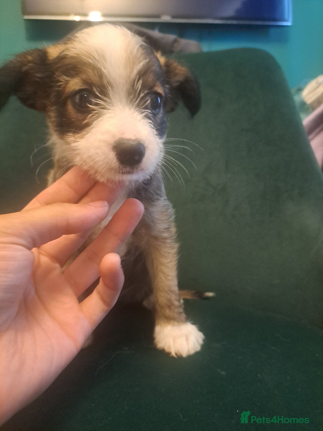 Mixed Breed dogs for sale: 🐾 Adorable Puppies Looking for a Loving Home 🐾   - Image 4