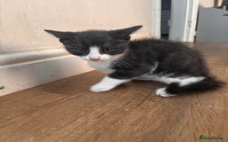 Domestic Shorthair cats for sale: 2 loving family playful kittens - Image 7