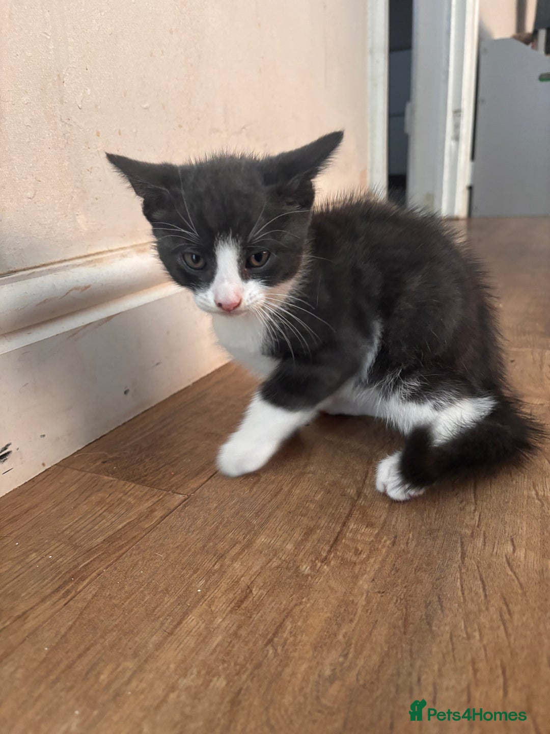Domestic Shorthair cats for sale: 2 loving family playful kittens - Image 7