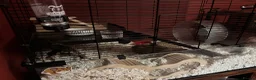Hamster rodents for sale: Timid Syrian boy called Whiskey - Advert 5