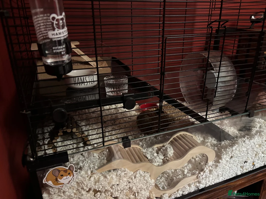 Hamster rodents for sale: Timid Syrian boy called Whiskey - Advert 5