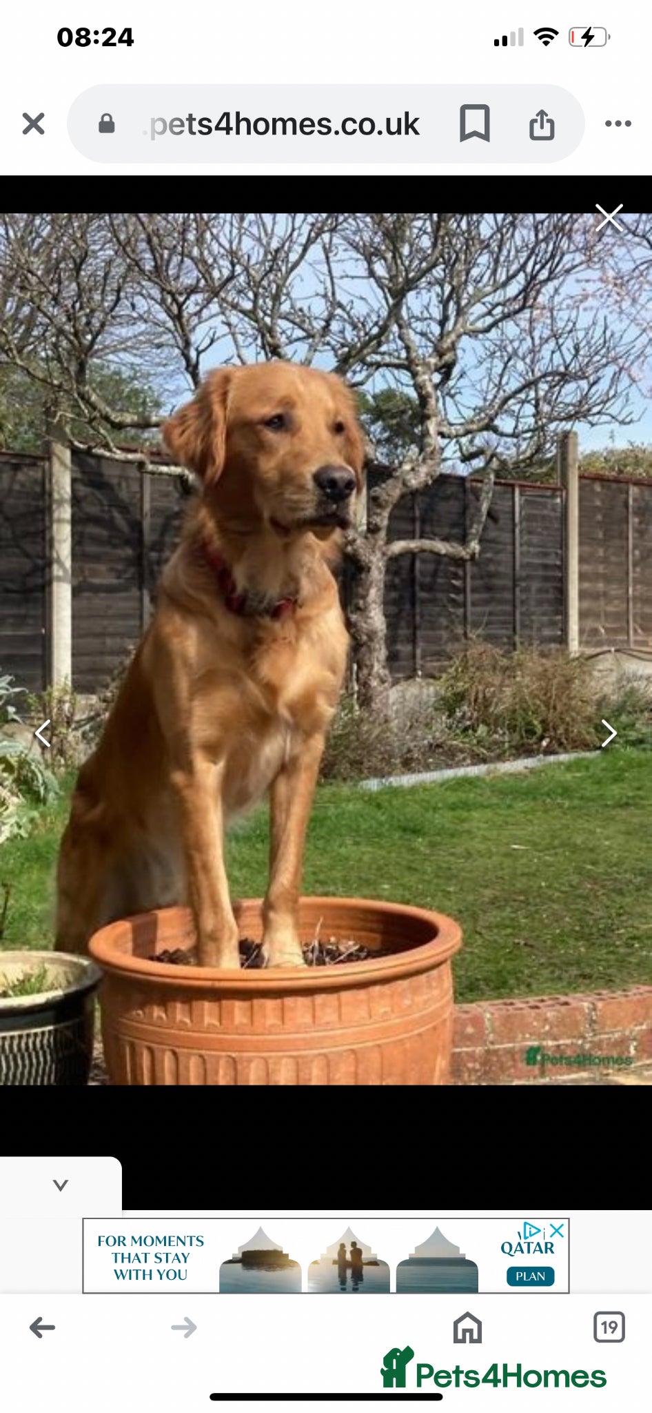 Golden Retriever dogs for sale: Beautiful golden retriever puppy last girl left 🩷 - Advert 4