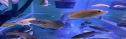 Cichlids fish for sale: Turkana jewel cichlids  - Advert 7
