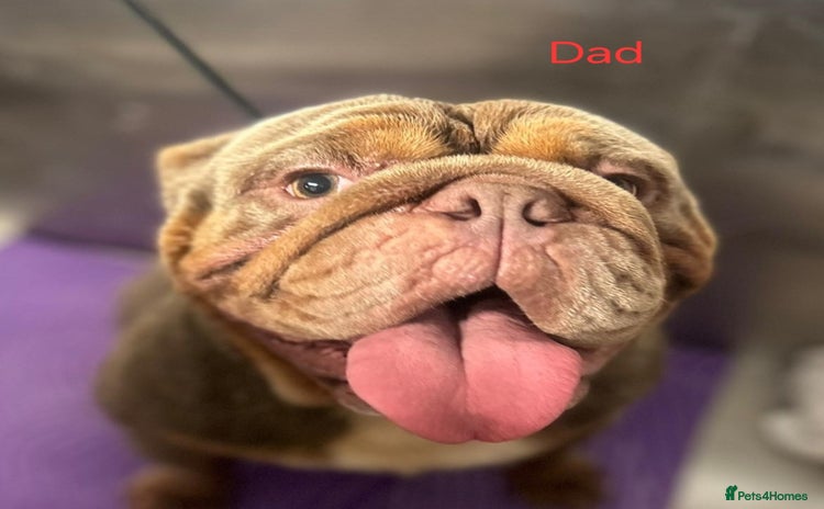 English Bulldog dogs - Advert 3