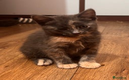 Domestic Shorthair cats for sale: 2 loving family playful kittens - Image 14