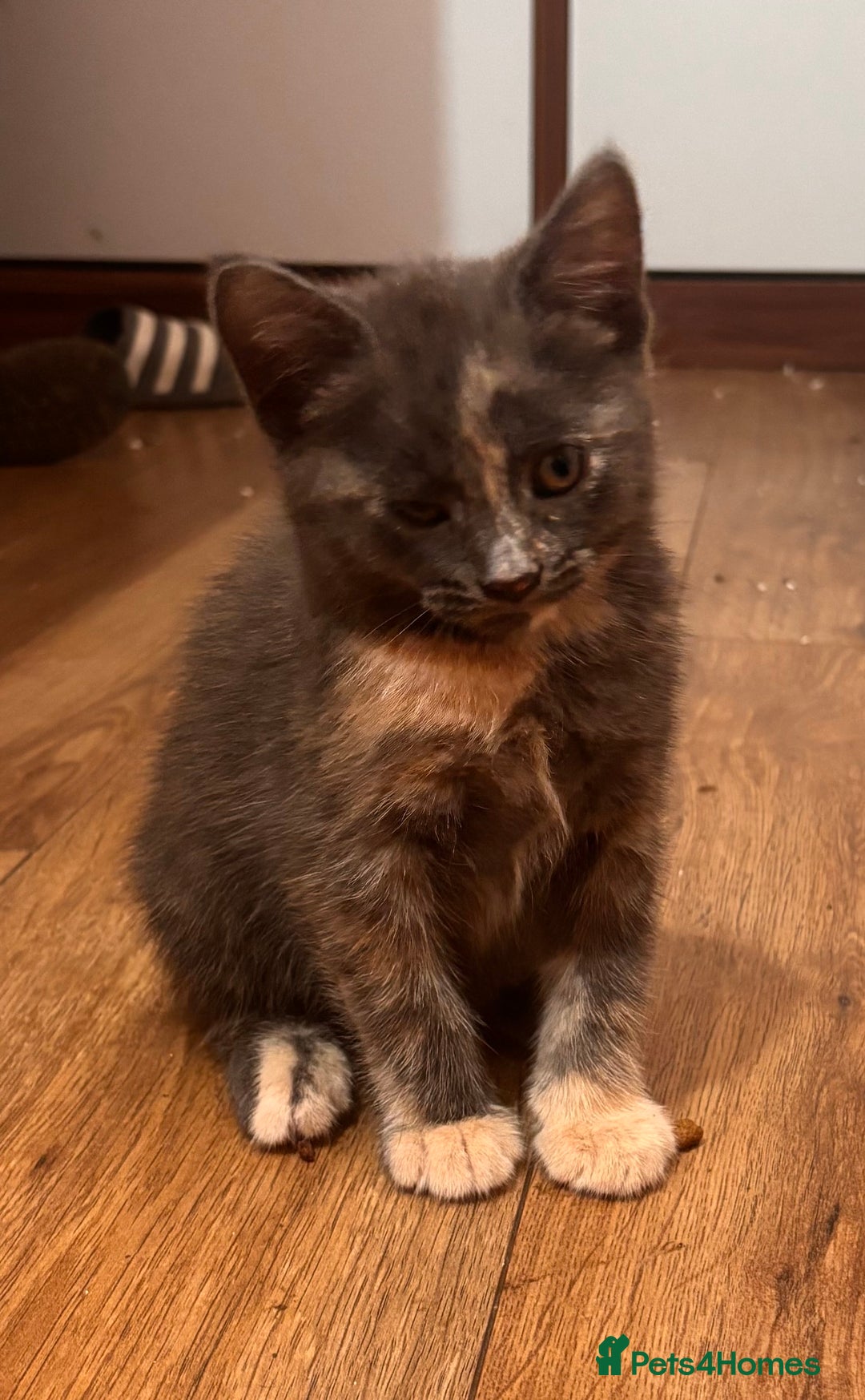 Domestic Shorthair cats for sale: 2 loving family playful kittens - Image 14