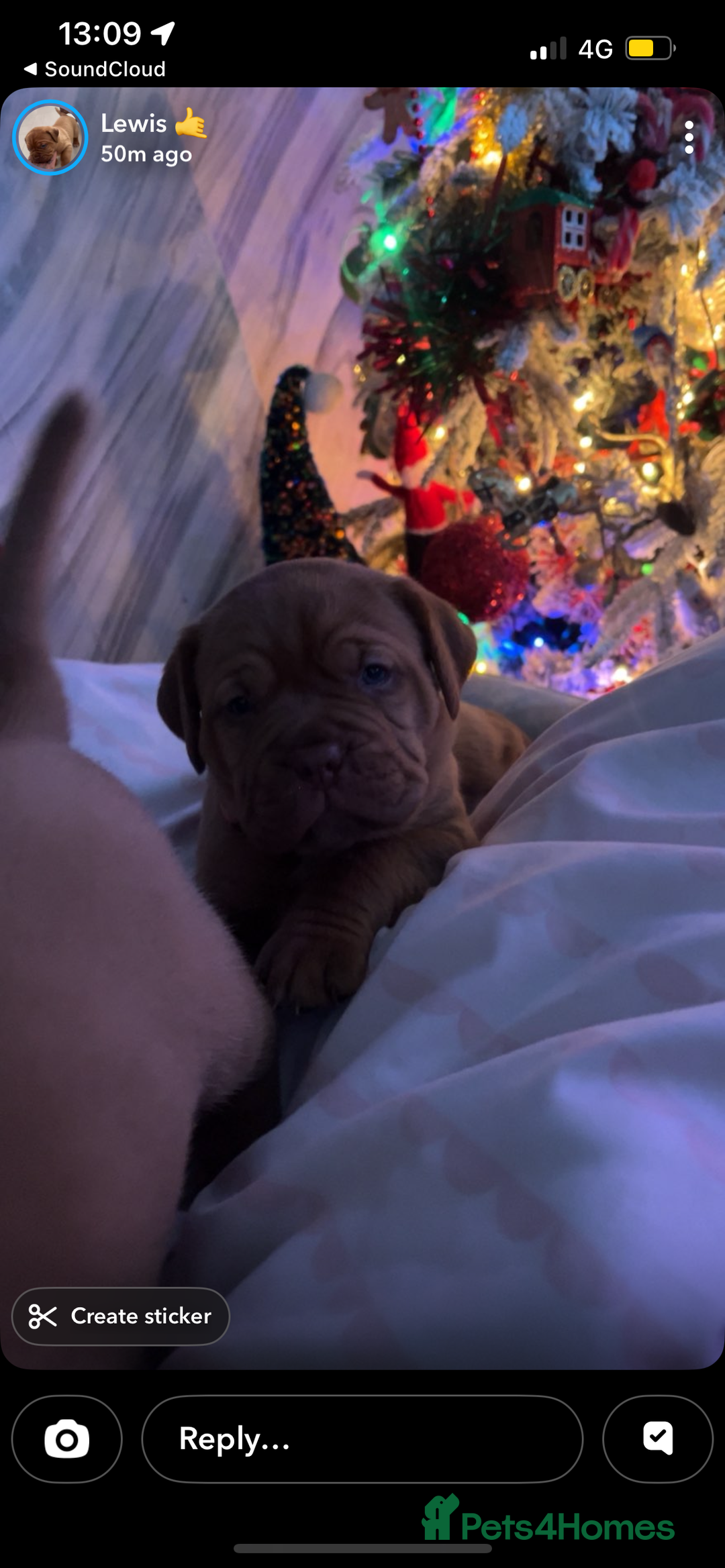 Dogue De Bordeaux dogs for sale: 2 BITCHES!LEFTFULL PEDIGREE 🦁 dogue de Bordeaux  - Advert 33