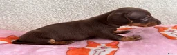 Miniature Dachshund dogs for sale: Miniature smoothair dachshund puppies 🐶  - Advert 6
