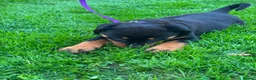Rottweiler dogs for sale: Beautiful Rottweiler puppies for sale in Tonbridge - Advert 2