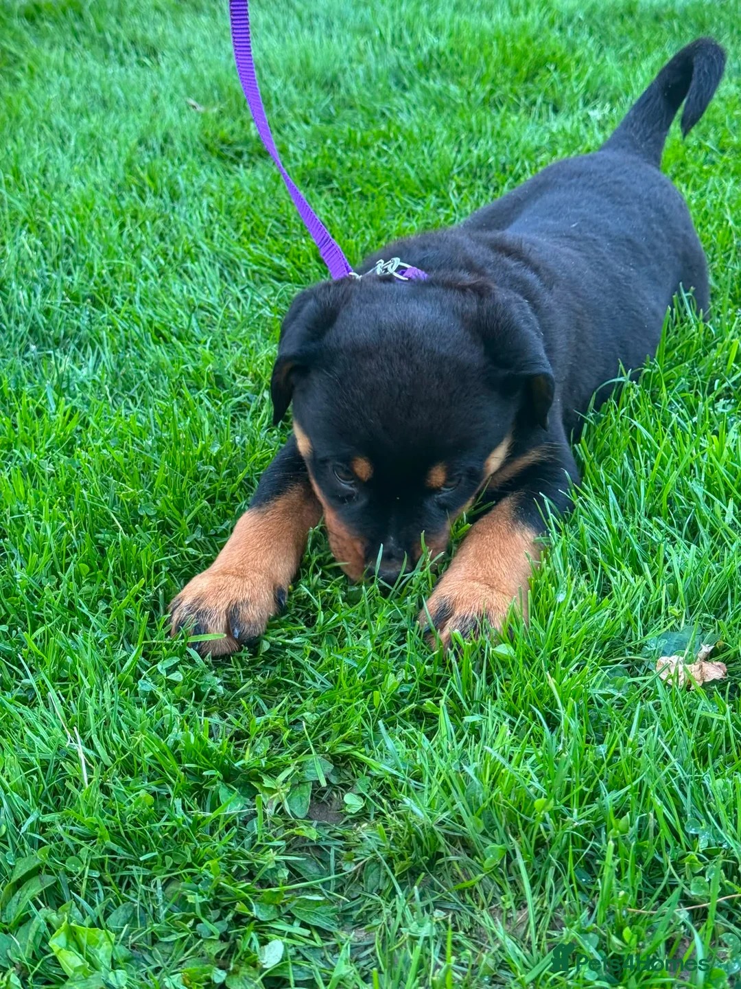 Rottweiler dogs for sale: Beautiful Rottweiler puppies for sale in Tonbridge - Advert 2
