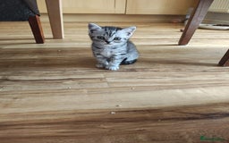 British Shorthair cats for sale: Pedigree British Shorthair kittens - Image 15