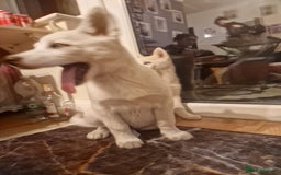 Siberian Husky dogs for sale: The last 2 from 6 siberian creamy husky  - Image 2