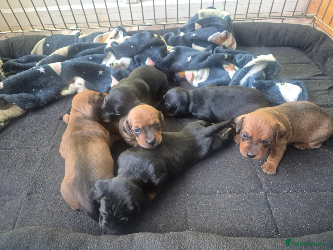 Miniature Dachshund dogs for sale: Adorable Minature Daschunds  - Image 2