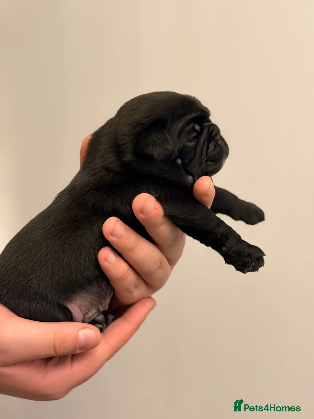Pug dogs for sale: Pug puppies  - Advert 2
