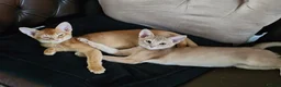 Abyssinian cats for sale: Abyssinian kittens - Advert 5