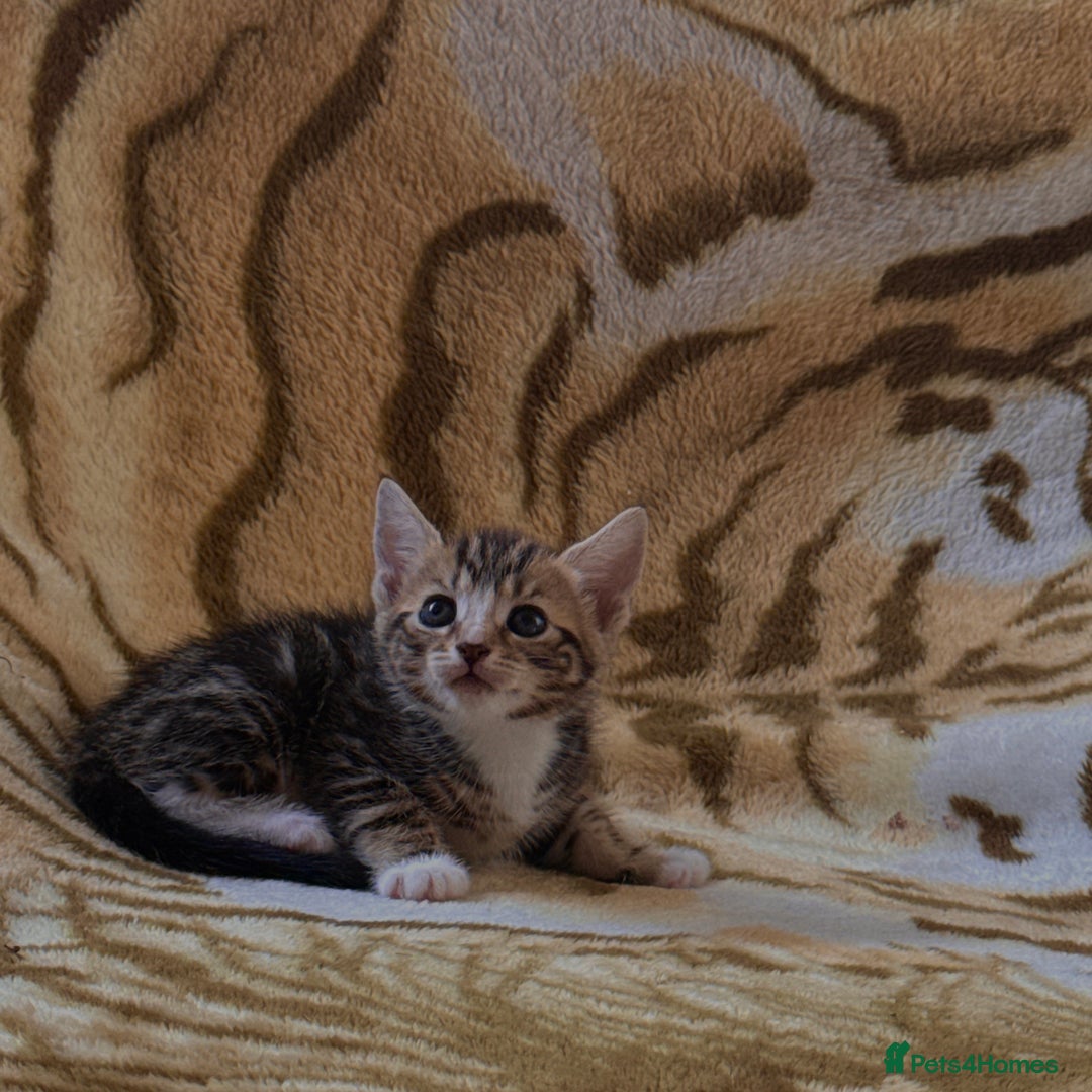Mixed Breed cats for sale: 7 Beautiful Tabby Kitties in Greenford - Image 6