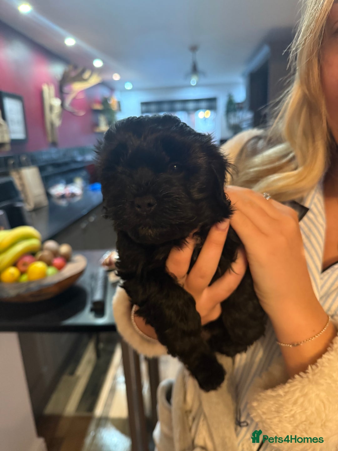 Shihpoo dogs for sale: BEAUTIFUL SHIHPOO PUPPIES - Advert 6