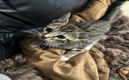 Bengal cats for sale: Half bengal kitten looking for her forever home - Image 3