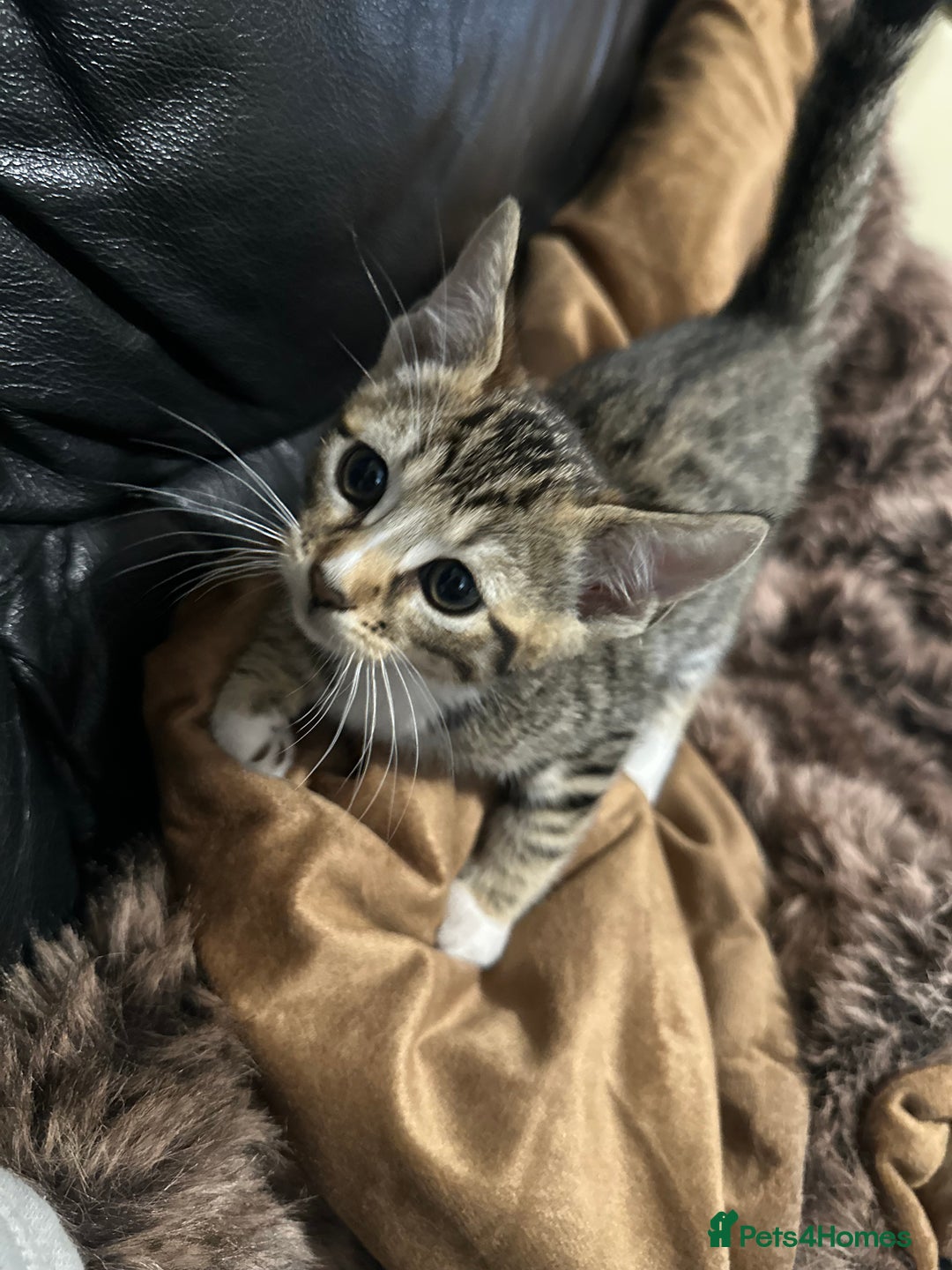 Bengal cats for sale: Half bengal kitten looking for her forever home - Image 3