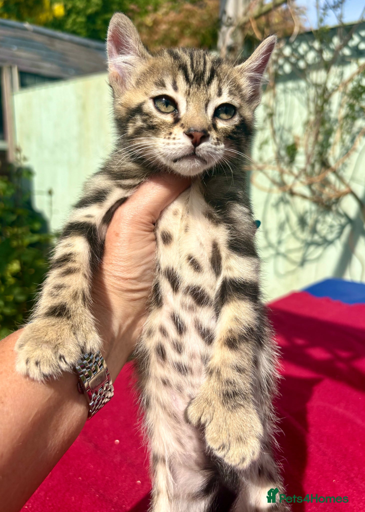 Keetso cats Superb rare polydactyl curled eared keetsos  - Advert 1