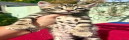 Keetso cats for sale: Superb rare polydactyl curled eared keetsos  - Advert 1