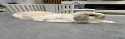 Mini Lop rabbits for sale: Female Mini Lop  in Benfleet - Advert 2
